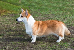 Urolithiasis in the Cardigan Welsh Corgi: Symptoms & Treatment