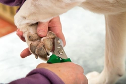 How to Keep Your Dog's Nails Nicely Trimmed Safely