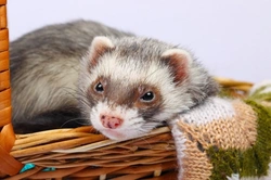 Ferret Surgery for Carcinomas: Key Considerations