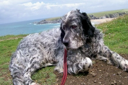 August in Cornwall with Your Dog: Perfect Holiday Guide