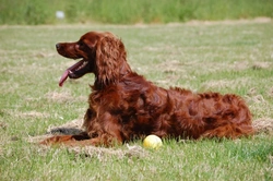 What is a Spay Coat? Why Irish Setters Are Affected