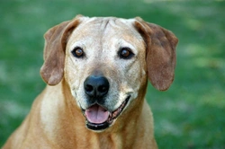 How to Know If Your Dog Is Going Blind: Signs & Care Tips