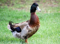Wet Feather in Ducks & Geese: Causes, Prevention, Treatment