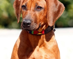 L’arrivo a casa del cucciolo Rhodesian Ridgeback