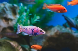 UK Laws on Keeping Exotic Fish: Licensing & Welfare Explained