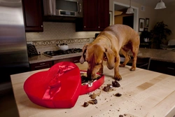 Why is Chocolate Harmful to Dogs? Understanding the Risks