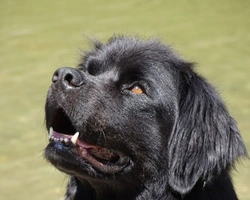 Il cane Terranova: info e prezzi per un cucciolo in Italia