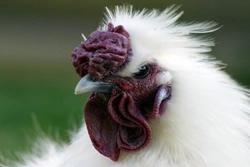 10 Exotic & Bizarre Breeds of Chickens: Unique & Rare Varieties