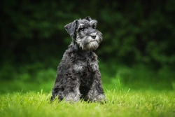 Miniature Schnauzers and Pancreatitis: UK Guide 2025