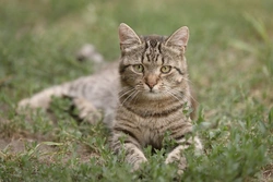 Five Key Questions and Answers About Cats and Family Life