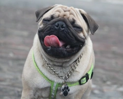 Carlino: colore del mantello, carattere e prezzo di un cucciolo