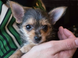 Designer and Hybrid Dogs: What Are They?