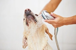 How to Bathe a Dog with Atopy: Care Tips & Shampoo Advice