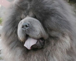 Il Chow Chow e le variazioni dello Standard di questa razza canina