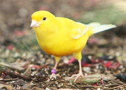 All About The Canary: Complete Guide to Care & Breeds