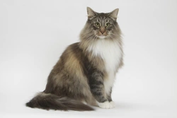 History of the Norwegian Forest Cat: Origins and Myths