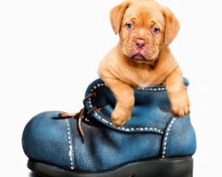 Cuccioli di cani in regalo, le domande da farsi