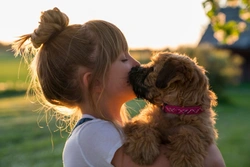 Engagemang och service med omtanke – hundförsäkring är mer än bara villkor