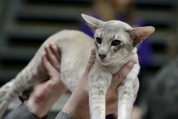 Hints on Showing Siamese Cats: Essential Guide for 2025