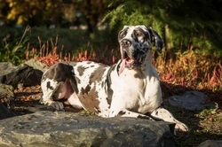 How to Decide if a Great Dane Is Right for You and How to Pick One