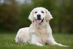 What makes a guide dog? Key traits & training explained