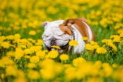 How common are allergies in dogs? Facts & Prevention