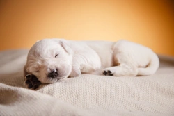 5 Surprising Facts About New-born Puppy Development