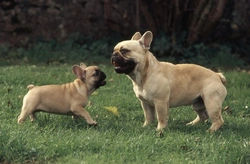 5 Key Considerations Before Breeding Your French Bulldog