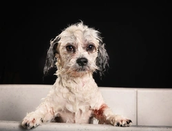 10 Essential Spring Cleaning Tips for Dog Owners