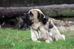 Mastiff Dogs: Traits, Care, and Family Compatibility