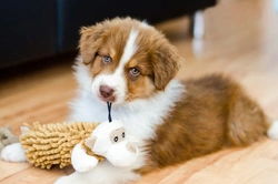 10 Key Reasons to Think Twice Before Buying a Puppy in the UK