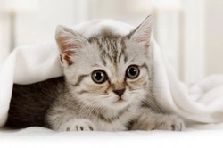 10 Essential Topics Before Buying or Adopting a Kitten