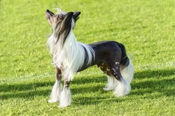 How to Care for a Chinese Crested's Skin: Essential Tips