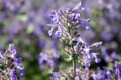 Comprehensive Guide to Cats and Catnip Effects