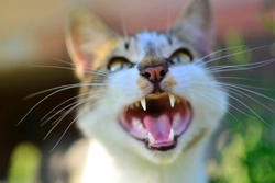 Por qué mi gato no maúlla: entender la vocalización felina