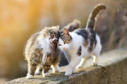 Complete 10-Step Guide to Treat Hyperthyroidism in Cats UK 2025