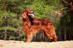 Common Health Issues in Irish Setters: Symptoms and Care