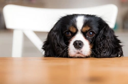5 Surprising Xylitol Sources That Could Harm Your Dog