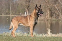 Common Health Issues in the Belgian Shepherd Dog