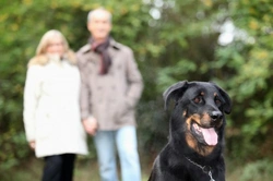 Cómo ganar experiencia con perros sin tener uno
