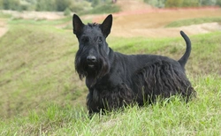 Six great all-black dog breeds to know in 2025