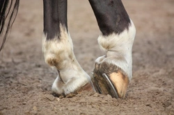 Equine Hoof Shape & Lameness: Key Insights from New Research