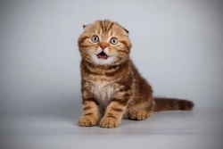 10 Key Facts About Scottish Fold Cats Before You Buy