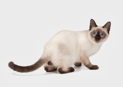 Gatos Thai: Descendientes ancestrales de Tailandia