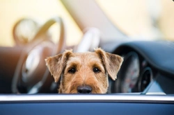 Why Hot Cars Pose Major Risks to Dogs in Summer