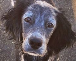 Adozioni cani: la storia di Linfa, stupenda Setter Inglese