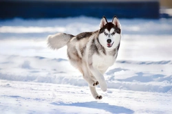 How to Get Your Dog Fighting Fit for Winter: Complete Guide