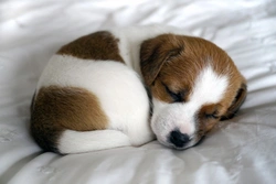 How to Tell If Your Puppy Is Tired: Key Signs for UK Owners