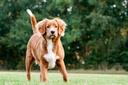 Juvenile Addison’s Disease in Nova Scotia Duck Tolling Retrievers