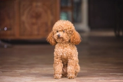 Miniature Poodle: Reserve Best in Show at Crufts 2020